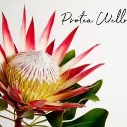 Protea Wellness