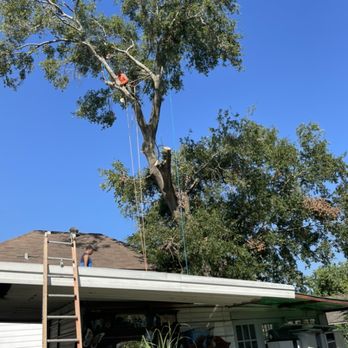 Southeast Arbor Care - Tree Services Near Me - Pasadena, Texas