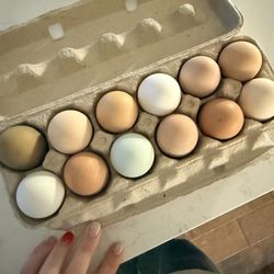 Back Forty Farms - The best eggs EVER