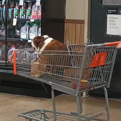 Market Street - Non service animal,Dog in a cart