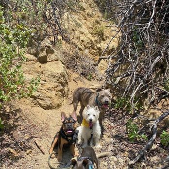 DoggieTales LA - Dog Walkers Near Me DoggieTales LA - Dog Walkers Near Me