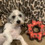 Sumter Pet Sitters