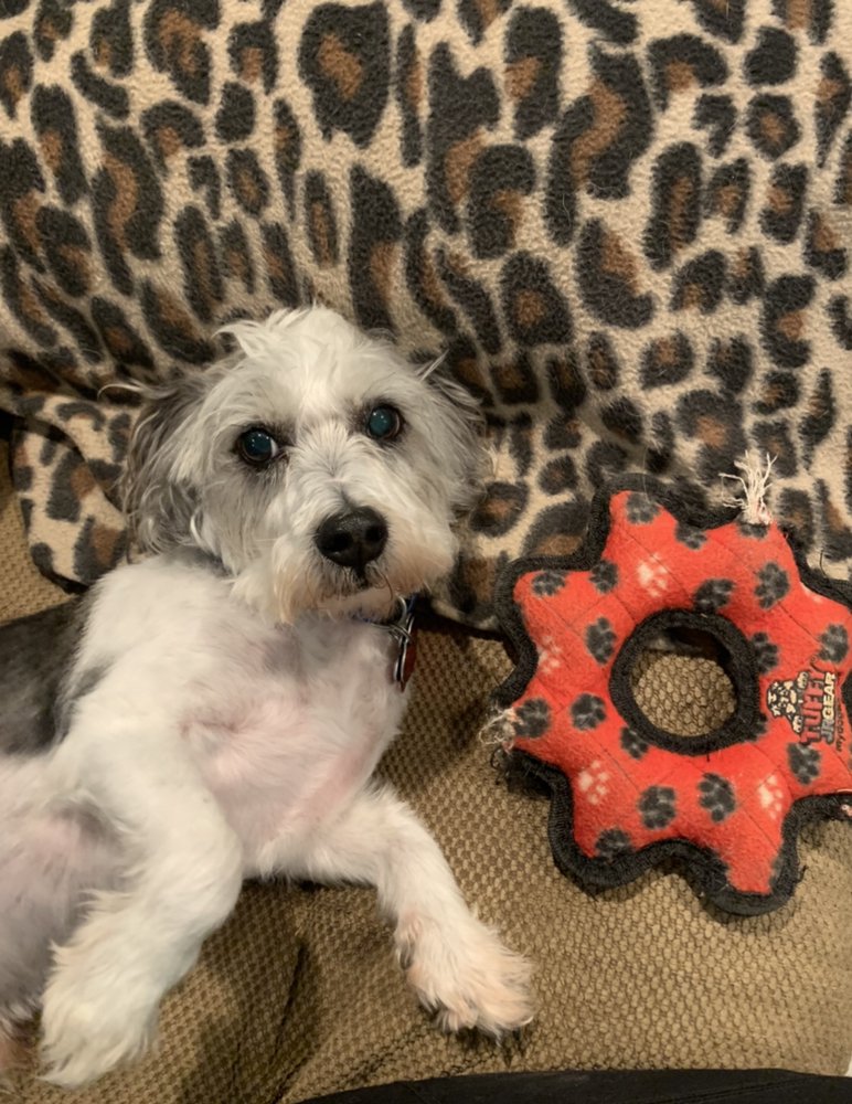 Sumter Pet Sitters - pet boarding facility in Sumter, SC