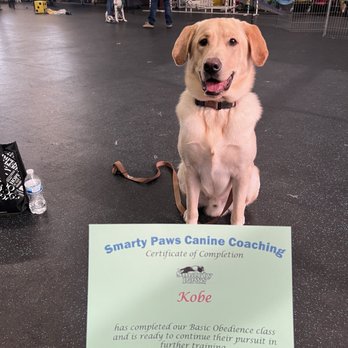 Smarty Paws Canine Coaching - Kobe graduated Basic Obedience 1 - Pet Training Near Me - Las Vegas, Nevada Smarty Paws Canine Coaching - Kobe graduated Basic Obedience 1 - Pet Training Near Me - Las Vegas, Nevada