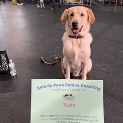 Smarty Paws Canine Coaching - Kobe graduated Basic Obedience 1