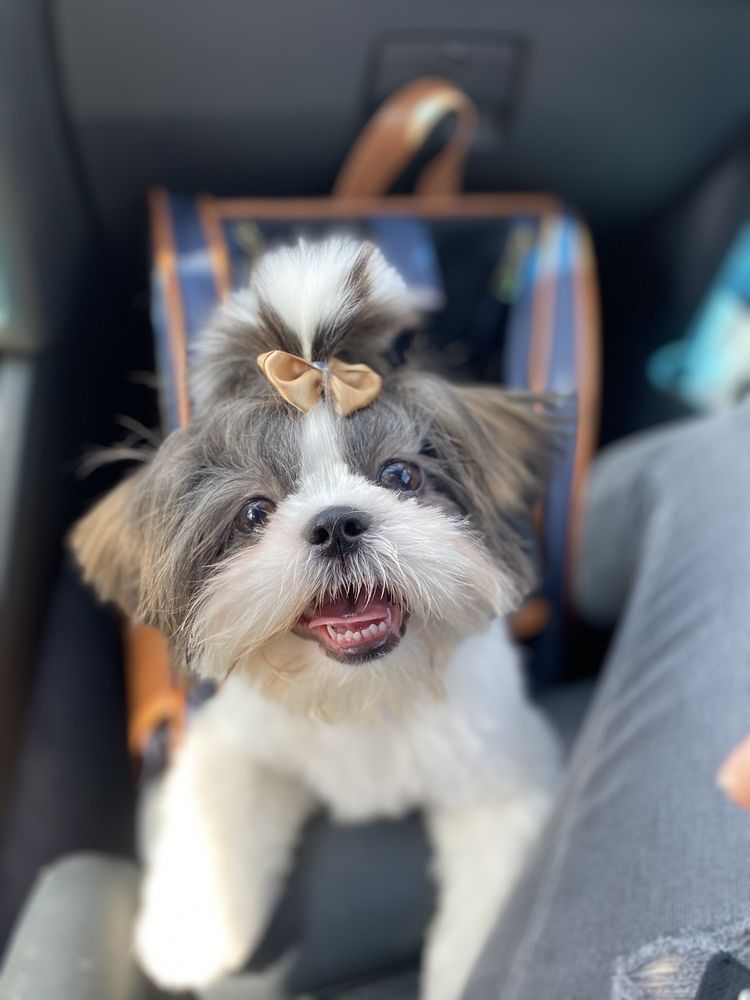 CITY DOG PET GROOMING Updated September 2024 327 Photos & 151