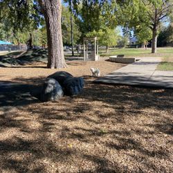 Mestizo-Curtis Park