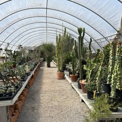 Hewitt Garden & Design Center - Wow! What an impressive display of cacti and succulents. (August 2024)