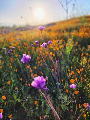 Walker Canyon by null