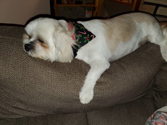 hornings farm puppies for sale