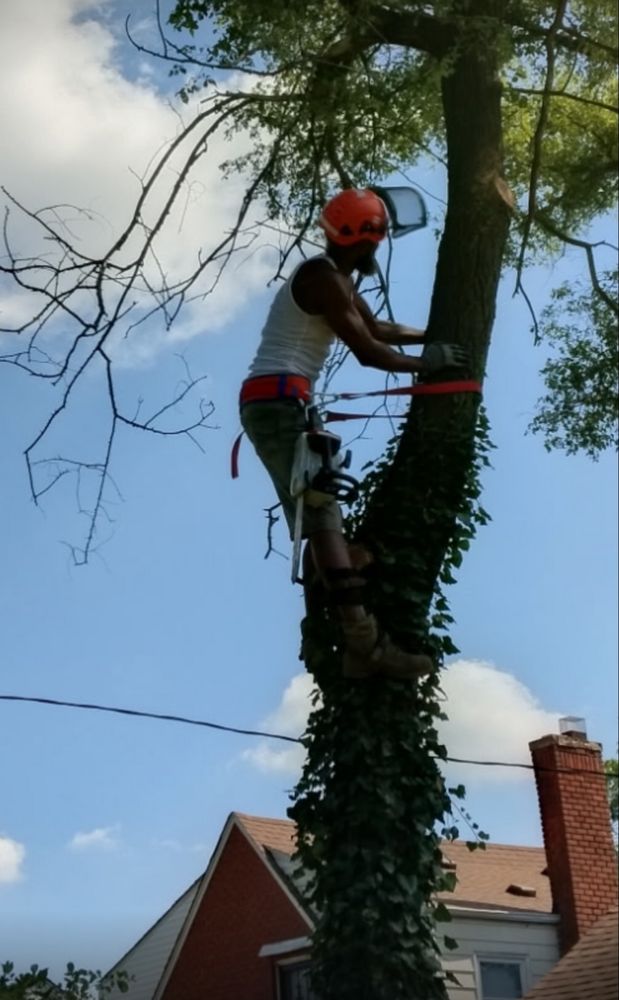 Lee Tree Service - tree service in Detroit, MI