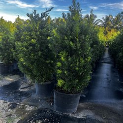E Aguilar Landscaping