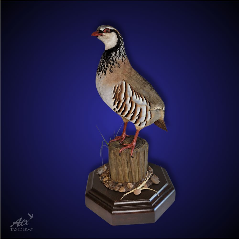 Aix Taxidermy - taxidermy in Middletown, CT