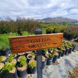 Adam Hall's Garden Center