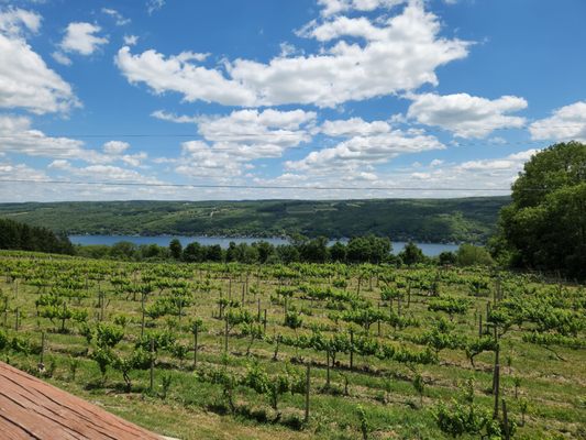 Keuka Lake Vineyards by null