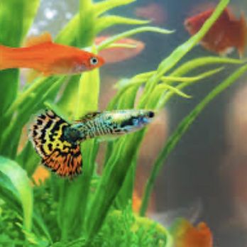 Aquatek Tropical Fish - My beautiful fish - Local Fish Stores Near Me - Austin, Texas Aquatek Tropical Fish - My beautiful fish - Local Fish Stores Near Me - Austin, Texas