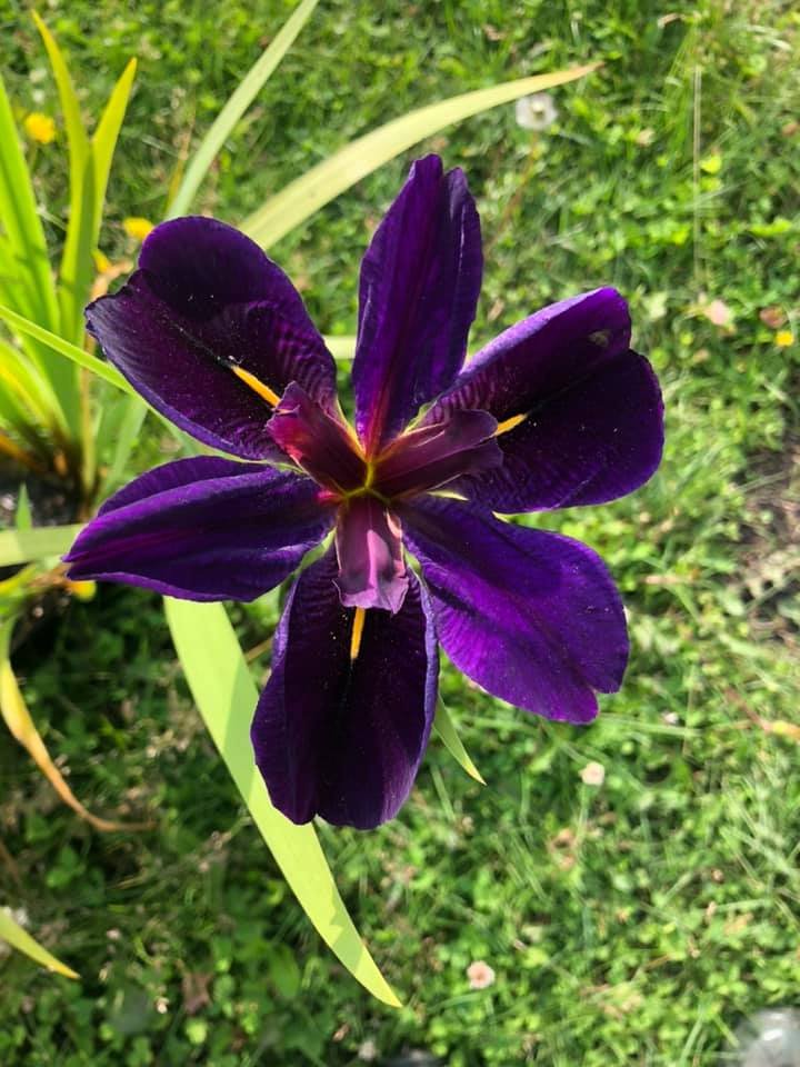 THE WET LILIES 104 E Logan St, Ottawa, Kansas Nurseries & Gardening