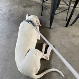 Dog 1