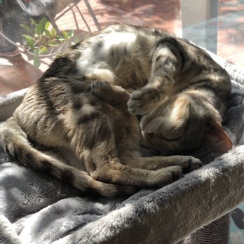 The Cat Cafe - Sleepy Kitty - Coffee & Tea Near Me - San Diego, California The Cat Cafe - Sleepy Kitty - Coffee & Tea Near Me - San Diego, California
