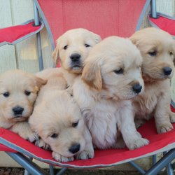 Nor Cal Goldens