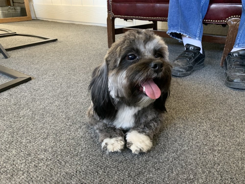 DOGGY DREAM GROOMERS Updated September 2024 72 Photos & 19 Reviews