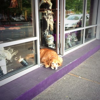 Seduce - I hear the name of this hard-working employee is "Bailey." :) - Women's Clothing Near Me - Kirkland, Washington Seduce - I hear the name of this hard-working employee is "Bailey." :) - Women's Clothing Near Me - Kirkland, Washington