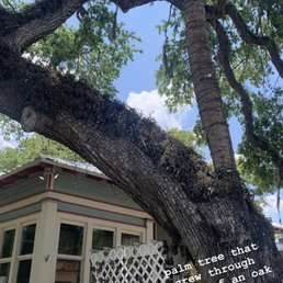 Love tree!