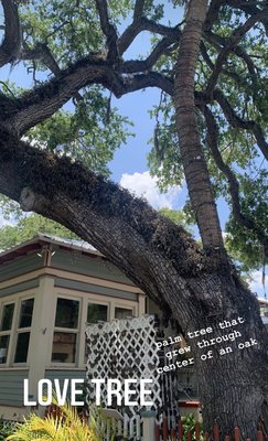 Love Tree by null