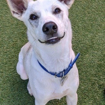 BratPak Dog Kamp - Pet Training Near Me - Livermore, California BratPak Dog Kamp - Pet Training Near Me - Livermore, California