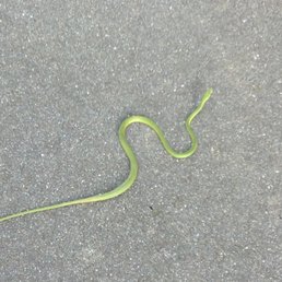 Green Snake Green Snake