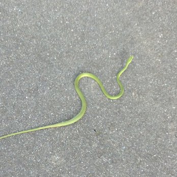 Neuse River Greenway Trail - Green Snake - Parks Near Me - Raleigh, North Carolina Neuse River Greenway Trail - Green Snake - Parks Near Me - Raleigh, North Carolina