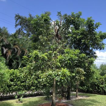 American Arbor Services - Avocado - Tree Services Near Me - Pembroke Pines, Florida American Arbor Services - Avocado - Tree Services Near Me - Pembroke Pines, Florida