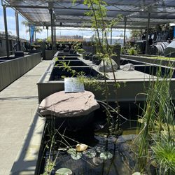 Connies Pond and Koi