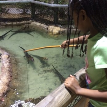 Congo River Golf - Feeding gators - Mini Golf Near Me - Orlando, Florida Congo River Golf - Feeding gators - Mini Golf Near Me - Orlando, Florida