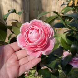 Chesapeake Arboretum - 2026 camellia PART of the 200 collection