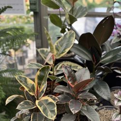 Lovely plants