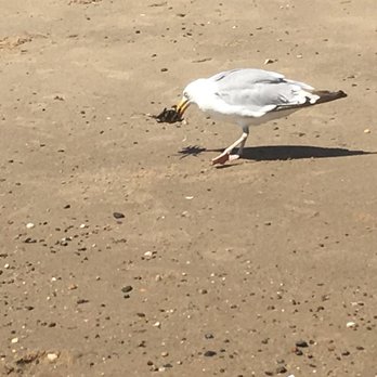 Hammonasset Beach State Park - Seagull caught a crab for lunch! - Parks Near Me - Madison, Connecticut Hammonasset Beach State Park - Seagull caught a crab for lunch! - Parks Near Me - Madison, Connecticut