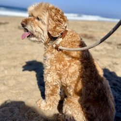 Marina Dunes Preserve