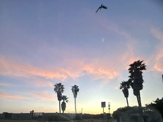Coronado Dog Beach by null