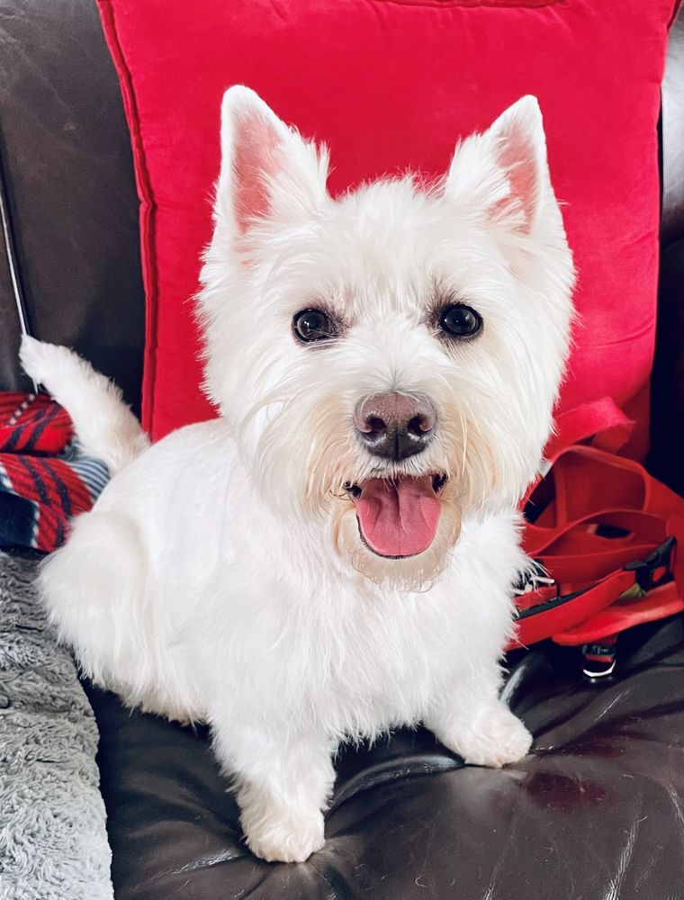 MAJESTIC PETS Updated June 2024 7410 W Boynton Beach Blvd, Boynton