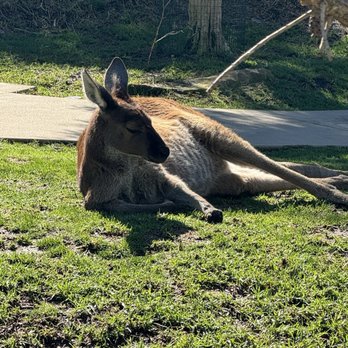 Santa Barbara Zoo - Kangeroo - Zoos Near Me - Santa Barbara, California Santa Barbara Zoo - Kangeroo - Zoos Near Me - Santa Barbara, California