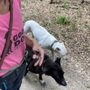 Good Dog Training