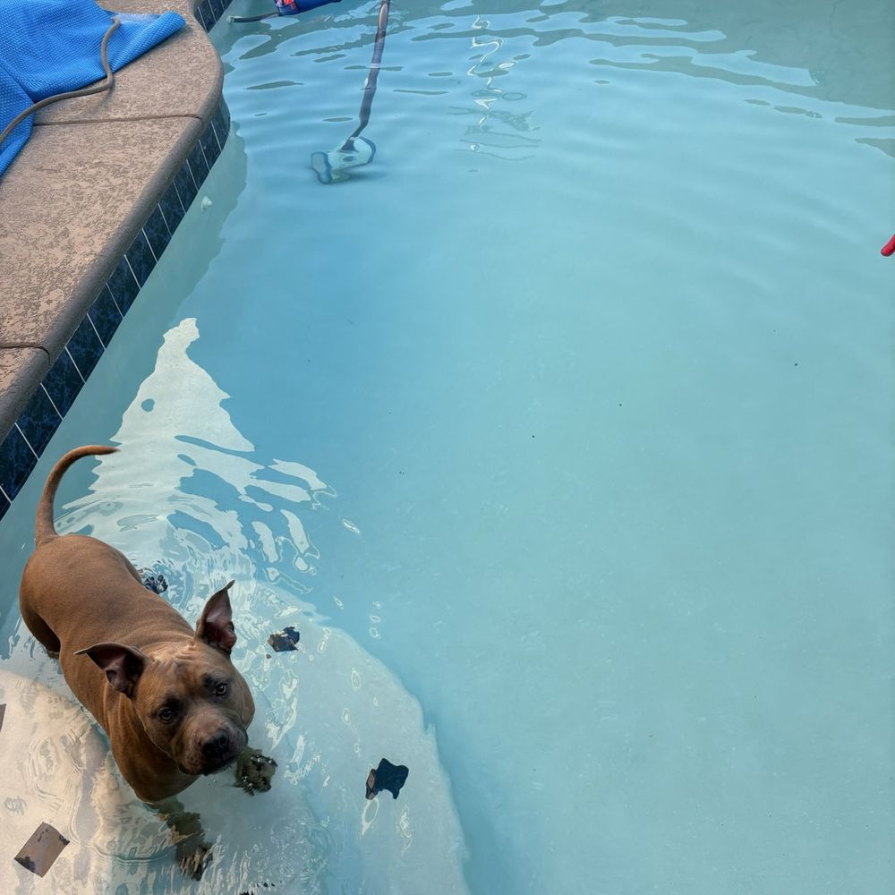 Scooby-doo in the pool Scooby-doo in the pool