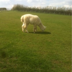 Chew Valley Country Farm - Al paca