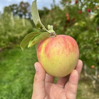 Barden Orchards - a hand holding an apple - Farmers Market Near Me - North Scituate, Rhode Island