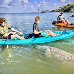 Three Brothers Adventure Tours and Paddleboards  - Up-close manatee encounters on our beginner-friendly eco tours!