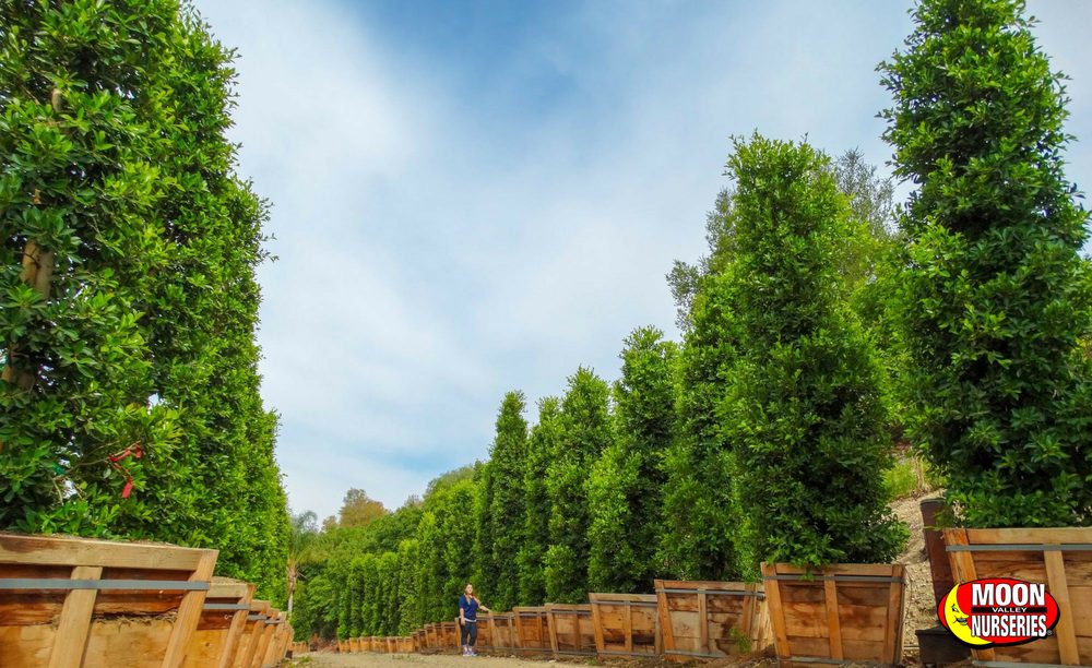 Indian Laurel Columnns Yelp