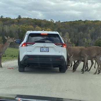 Parc Omega - Looking for carrots - Zoos Near Me - Montebello, Quebec