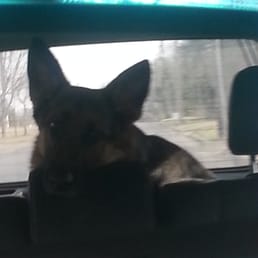 Ava leaving pcos. Tired pup is the best! Ava leaving pcos. Tired pup is the best!