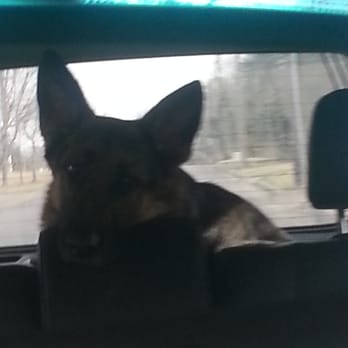 Park Cities Obedience School - Ava leaving pcos. Tired pup is the best! - Pet Training Near Me - Dallas, Texas Park Cities Obedience School - Ava leaving pcos. Tired pup is the best! - Pet Training Near Me - Dallas, Texas